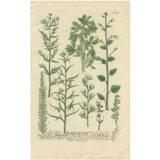 Weinmann, Various Plants, 1742, Hand-Coloured Print For Sale
