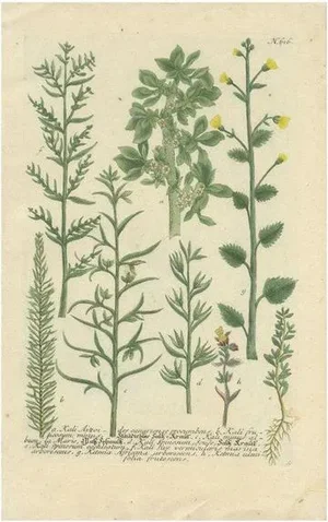 Weinmann, Various Plants, 1742, Hand-Coloured Print
