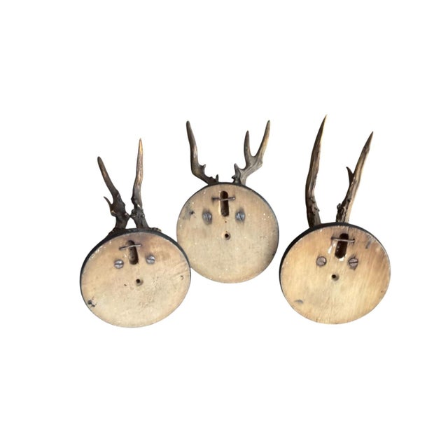 Wood Set of 3 Roe Deer Trophies With Attached Metal Banner 1895 For Sale - Image 7 of 7