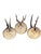Wood Set of 3 Roe Deer Trophies With Attached Metal Banner 1895 For Sale - Image 7 of 7