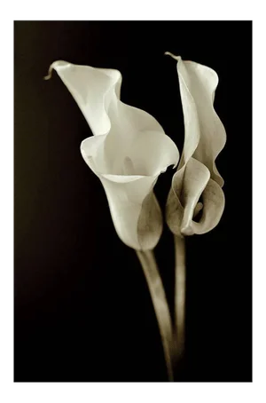 Lillies, Photograph, 2003