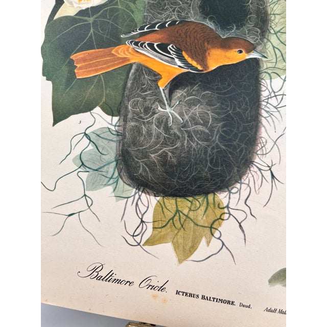 John James Audubon 1964 Audubon Folio Lithograph Great Bird Paintings – “Baltimore Oriole” 17x14 For Sale - Image 4 of 7