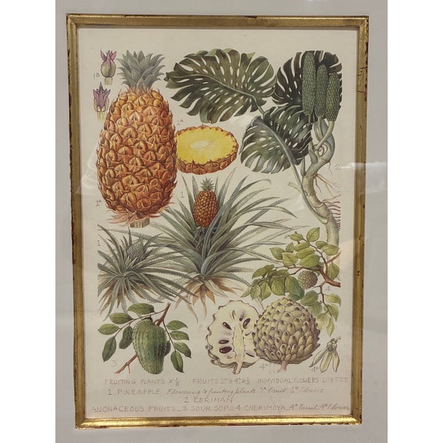 An elegant framed botanical print featuring a beautifully detailed collection of tropical fruits and foliage, presented in...