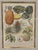 An elegant framed botanical print featuring a beautifully detailed collection of tropical fruits and foliage, presented in...