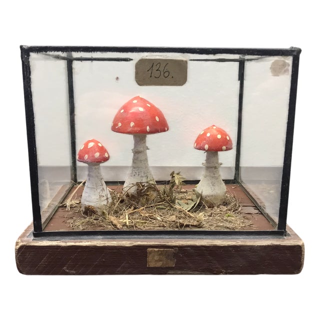 Wooden Mushrooms in Glass Dome, 1950s For Sale