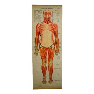 Antique Human Musculature Foldable Anatomical Wall Chart For Sale