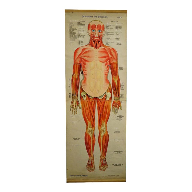 Antique Human Musculature Foldable Anatomical Wall Chart For Sale