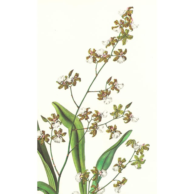 Limited edition reproduction print of one of the most famous botanical works ever produced, "The Orchidaceae of Mexico and...