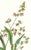 Limited edition reproduction print of one of the most famous botanical works ever produced, "The Orchidaceae of Mexico and...