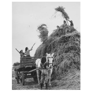 'Women's Land Army' Unframed Archival Pigment Print For Sale