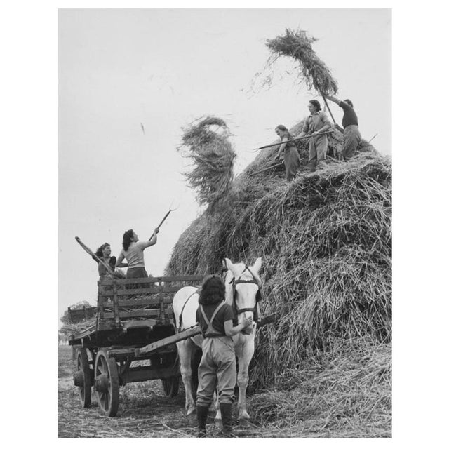 'Women's Land Army' Unframed Archival Pigment Print For Sale