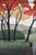 Kazuyuki Ohtsu, Autumn Garden, 1999, Woodblock Print, Framed For Sale - Image 12 of 14
