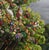Yggdrasil by Robin Hextrum | Oil on canvas Tree with animals and flowers in a landscape setting For Sale - Image 4 of 5