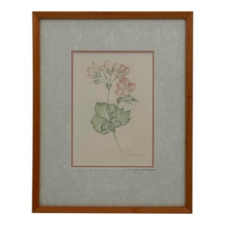 Margot Weemaes 1981 Pelargonium Grandiflorum Botanical Portfolio Print For Sale