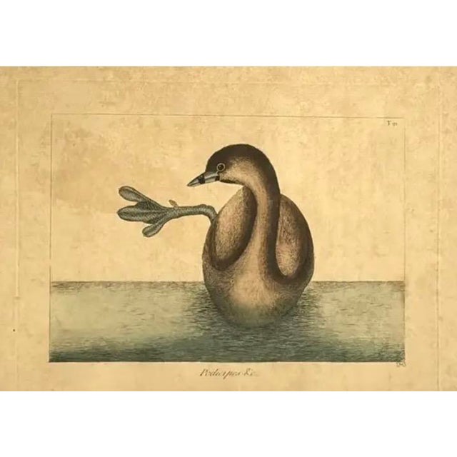 Mark Catesby Engraving, "The Pied-Billed Grebe", Framed For Sale In Tampa - Image 6 of 9