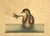 Mark Catesby Engraving, "The Pied-Billed Grebe", Framed For Sale In Tampa - Image 6 of 9