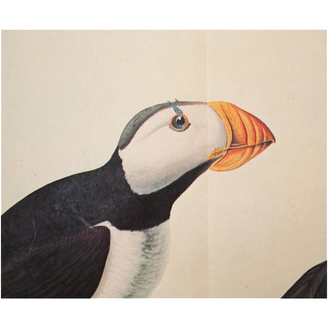 Chinoiserie 1966 Large-Billed Puffins After John James Audubon, XL Print For Sale - Image 3 of 9