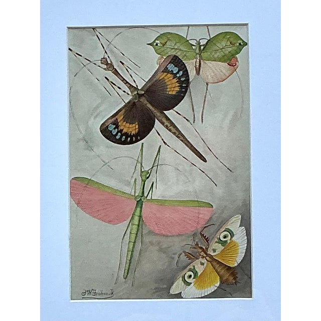 Vintage Botanical Insect Study in Gilt Frame For Sale - Image 10 of 14