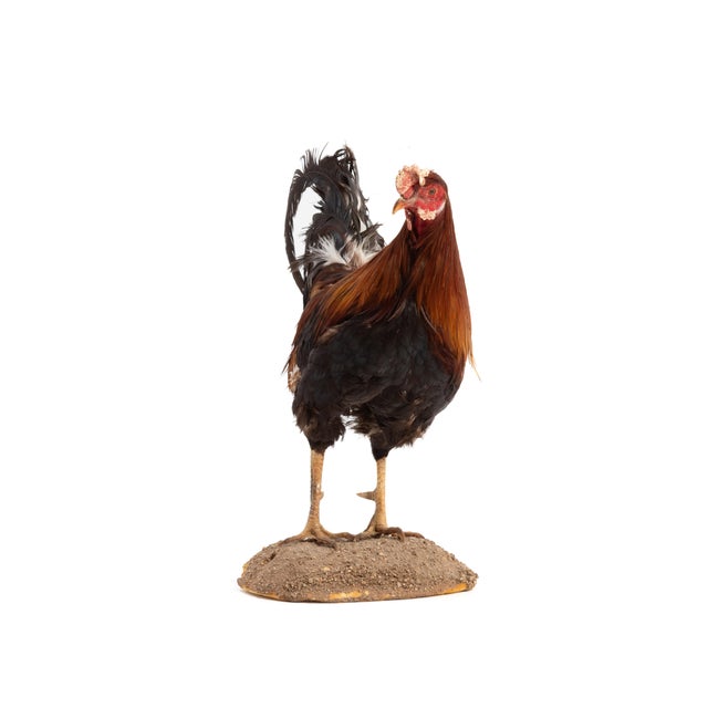 Life-Size Gamecock Taxidermy Mount Brilliant Red Orange Plumage Sand Mount Rooster For Sale - Image 10 of 17