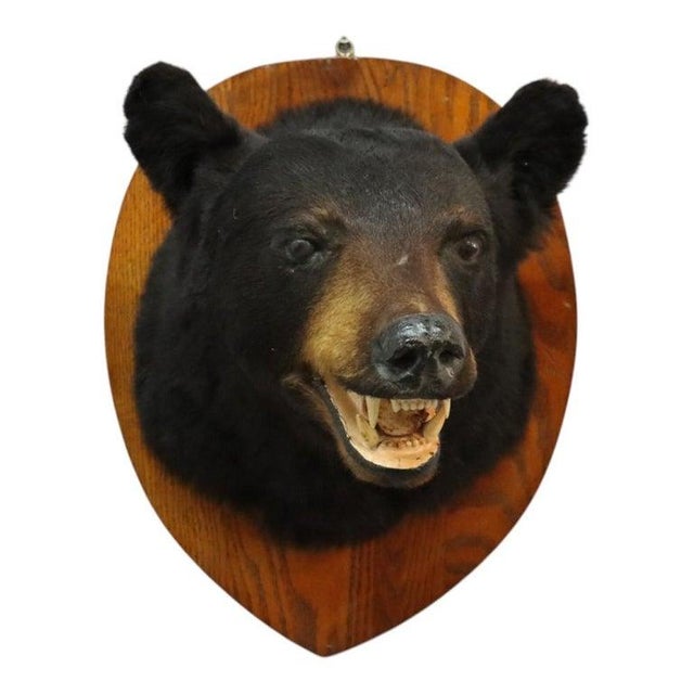 Cabin Vintage Black Bear Taxidermy Head Mount C1950 For Sale - Image 3 of 8