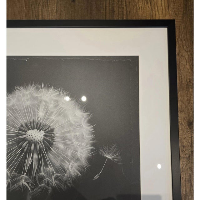 2020s 27.5' X 27.5' - 'Dandelion' #3 - Black and White Limited Edition Botanical Floral Photograph Print For Sale - Image 5 of 5