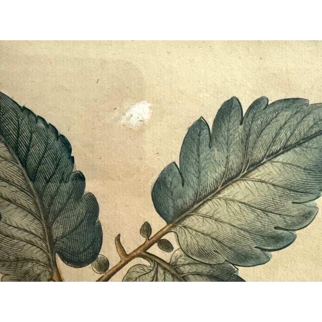 Antique Hand-Colored Engraving — Tomato & Melon Botanical Print After Basilius Besler, Framed For Sale In New York - Image 6 of 18