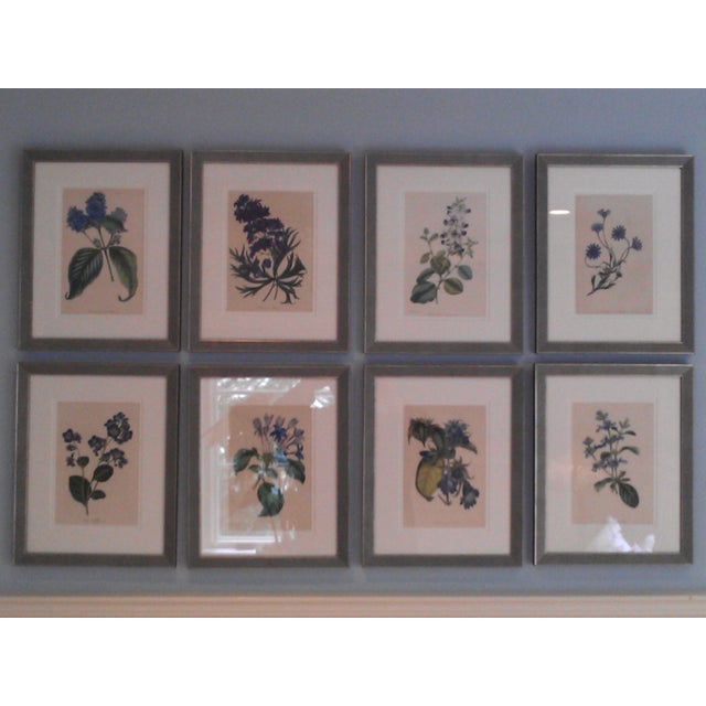 Late 19th Century Antique Botanicals Series - Set of 8 For Sale - Image 13 of 13