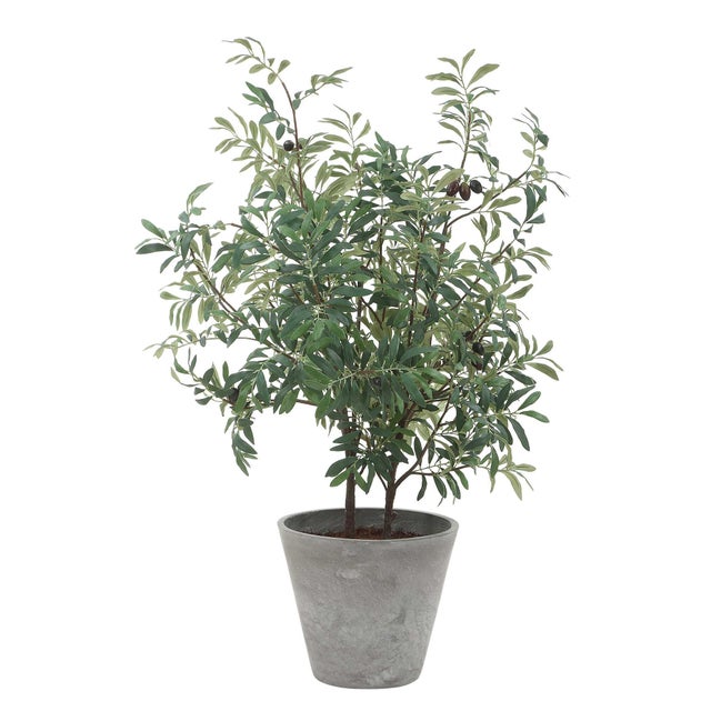 Kenneth Ludwig Chicago Marisol Potted Olive Plant For Sale - Image 4 of 7