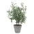 Kenneth Ludwig Chicago Marisol Potted Olive Plant For Sale - Image 4 of 7
