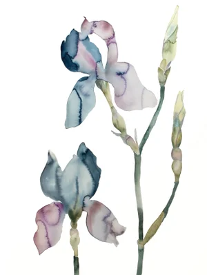 "Iris No. 146" Contemporary Original Botanical Floral Watercolor Painting by Elizabeth Becker