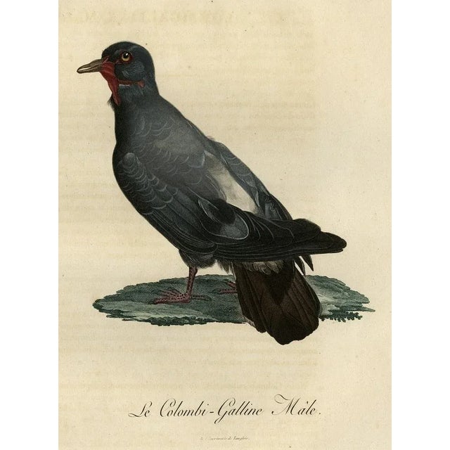 After Reinold, Bird Illustration of a Dove Named Le Colombi-Galline, Male, 1800, Print For Sale - Image 3 of 6