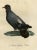 After Reinold, Bird Illustration of a Dove Named Le Colombi-Galline, Male, 1800, Print For Sale - Image 3 of 6