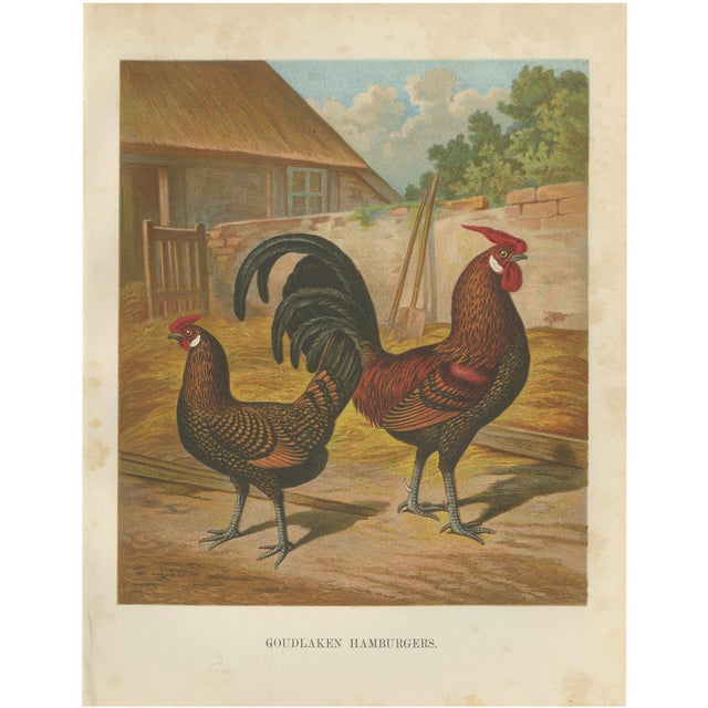 Foerster, The Golden Spangled Hamburg Chicken, Lithograph, 1888 For Sale
