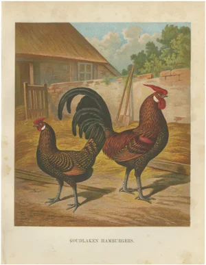 Foerster, The Golden Spangled Hamburg Chicken, Lithograph, 1888