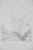 Gochka Charewicz Little Buds Original lithograph Signed in pencil Limited edition of 29 (the number pictured is provided...