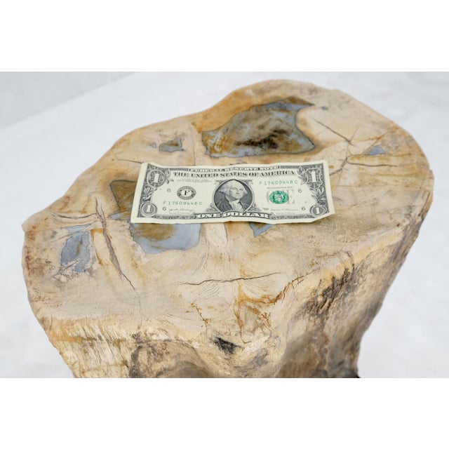 Petrified Wood Organic Shape Multicolor Beige to Black Stand End Table Pedestal For Sale - Image 10 of 10