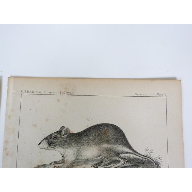 Mid 19th Century Mid 19th Century Us Pacifc Railroad Rats Lithograph Book Plate - A Pair For Sale - Image 5 of 6