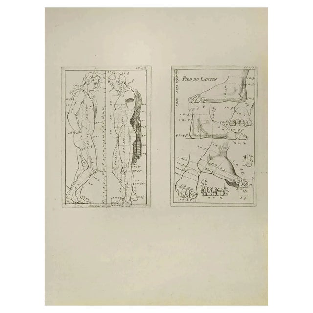 Nicholas Cochin, Anatomy Studies, Etching, 1755 For Sale