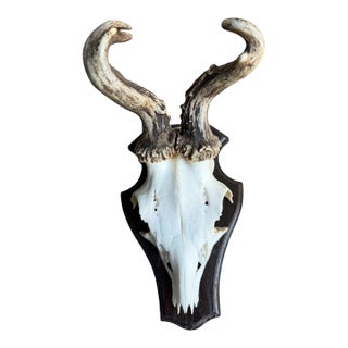 Roe Deer Trophy 139 Black Forest Antlers Jawbone Abnormal For Sale