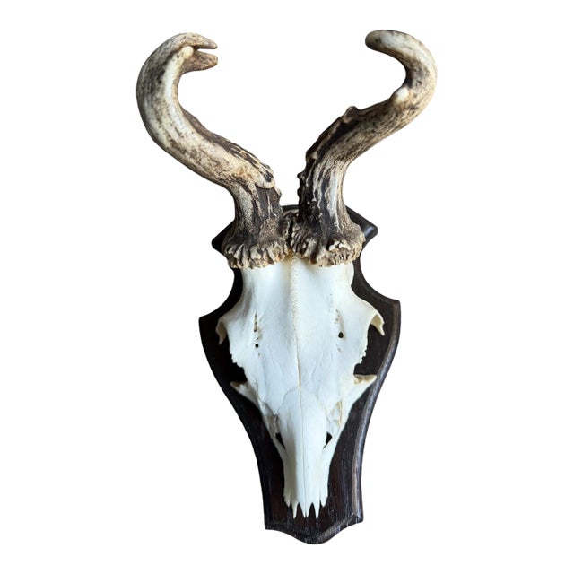 Roe Deer Trophy 139 Black Forest Antlers Jawbone Abnormal For Sale