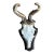 Roe Deer Trophy 139 Black Forest Antlers Jawbone Abnormal For Sale