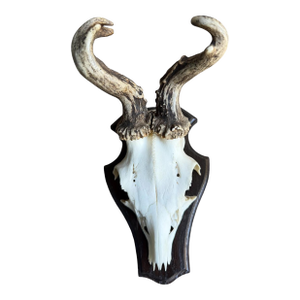Roe Deer Trophy 139 Black Forest Antlers Jawbone Abnormal
