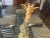 1980s 1980s Large Porcelain Giraffe For Sale - Image 5 of 13