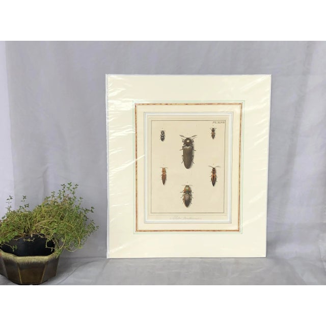 From a 1782 edition of Dru Drury's Illustrations of Natural History, this antique hand painted watercolor copper engraving...