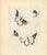 1970s S. Alandlay Signed Limited Edition Modernist Butterfly Print – 4/48 For Sale