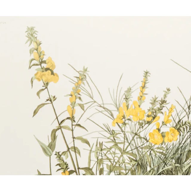 The Abbeville Press edition (1985) of the Meadow Lark (Plate 136) facsimile is a world-class reproduction of John James...