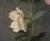 Impressionist Early 20th Century Poppy and Anemone Still Life Floral Study in Oil on Linen by Karl Harald Alfred Broge For Sale - Image 3 of 7