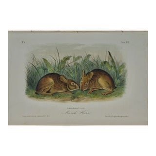 Audubon Marsh Hare: Original 19th Century 1st Octavo Ed. Audubon Hand-Colored Lithograph, 1849-1854 For Sale