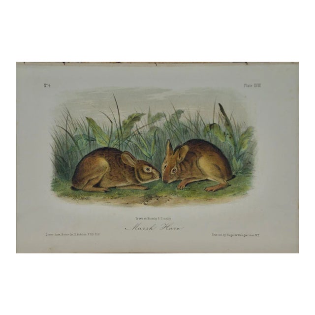 Audubon Marsh Hare: Original 19th Century 1st Octavo Ed. Audubon Hand-Colored Lithograph, 1849-1854 For Sale