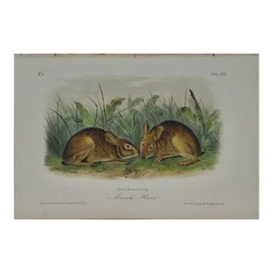Audubon Marsh Hare: Original 19th Century 1st Octavo Ed. Audubon Hand-Colored Lithograph, 1849-1854